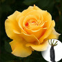 Троянда Papillon (саджанець)