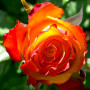 Роза Red Gold (саженец)