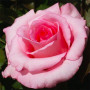 Троянда Sylvia (саджанець)