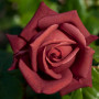Роза Terracotta (саженец)