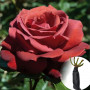 Троянда Terracotta (саджанець)
