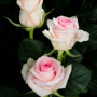 Троянда Vivaldi (саджанець)