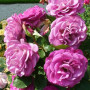 Троянда Violette Parfume (саджанець)