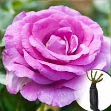 Роза Violette Parfume