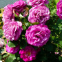 Троянда Violette Parfume (саджанець)