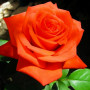 Троянда Verano (саджанець)