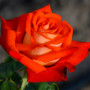 Троянда Verano (саджанець)