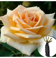 Роза Versilia (Версилия)