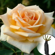Троянда Versilia