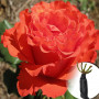 Троянда Angelique (саджанець)