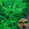 Барбарис Тунберга Green Carpet 0,5 л