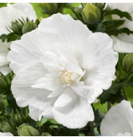 Гибискус сирийский Белый Махровый 0,5 л