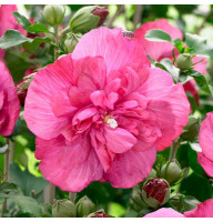 Гибискус сирийский Розовый Махровый 0,5 л