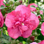 Гибискус сирийский Розовый Махровый (саженец)