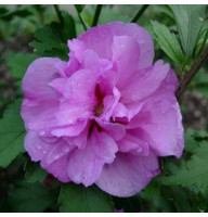 Гибискус сирийский Фиолетовый Махровый 0,5 л