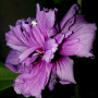 Гибискус сирийский Фиолетовый Махровый (саженец)