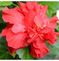 Гибискус сирийский Красный Махровый 0,5 л