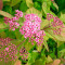 Спирея японская Macrophylla 0,5 л