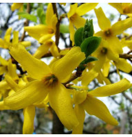 Форзиция Golden Times 0,5 л