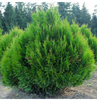 Туя западная Kornik 0,5 л