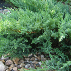 Ялівець козацький Tamariscifolia 0,5 л