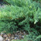 Можжевельник казацкий Tamariscifolia 0,5 л