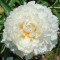 Півонія Gardenia (Гарденія)
