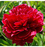 Півонія Red Sarah Bernhardt (Ред Сара Бернар)