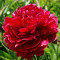Півонія Red Sarah Bernhardt (Ред Сара Бернар)