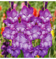 Гладиолус Chemistry