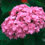 Гортензия Тogether pink (саженец)