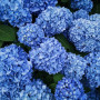 Гортензія Тogether blue (саджанець)