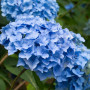 Гортензія Тogether blue (саджанець)
