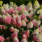 Гортензия Laving Strawberry Blossom 0,5 л