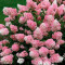 Гортензия Touch of Pink 2 л