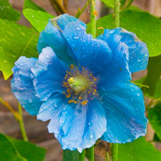 Мак Meconopsis Grandis (Голубой)