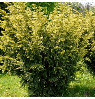 Тис Ягодный 0,5 л