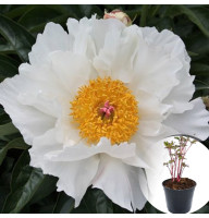 Півонія в горщику Krinkled White