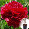 Півонія в горщику Red Sarah Bernhardt (Ред Сара Бернар)