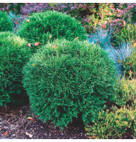 Туя западная Tiny Tim 0,5 л