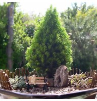 Ель Glauca Conica 0,5 л