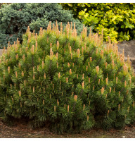 Сосна горная Mughus 0,5 л