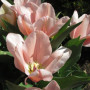 Цибулини Тюльпан Algarve