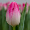 Тюльпан Bolroyal Pink