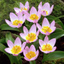 Цибулини Тюльпан Lilac Wonder