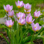 Луковицы Тюльпан Lilac Wonder
