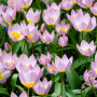 Цибулини Тюльпан Lilac Wonder