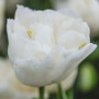 Цибулини Тюльпан White Heart