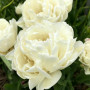 Цибулини Тюльпан White Heart