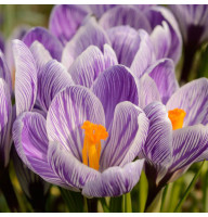 Крокус King of the Striped 8/9